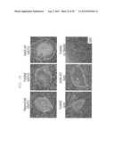 METHOD OF EFFICIENTLY ESTABLISHING INDUCED PLURIPOTENT STEM CELLS diagram and image