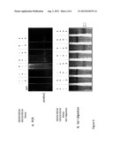 METHODS AND COMPOSITIONS FOR TARGETED GENOMIC DELETION diagram and image