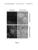 MULTI PLASMIDS SYSTEM FOR THE PRODUCTION OF INFLUENZA VIRUS diagram and image