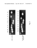 MULTI PLASMIDS SYSTEM FOR THE PRODUCTION OF INFLUENZA VIRUS diagram and image