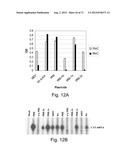 MULTI PLASMIDS SYSTEM FOR THE PRODUCTION OF INFLUENZA VIRUS diagram and image