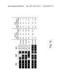 MULTI PLASMIDS SYSTEM FOR THE PRODUCTION OF INFLUENZA VIRUS diagram and image