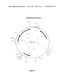 Methods for Reducing Gluconoylation of Proteins diagram and image