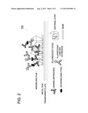 ASSAY METHOD AND KIT FOR ASSAY EMPLOYING SENSOR CHIP FOR FLUORESCENT     MEASURING APPARATUS UTILIZING SURFACE PLASMON-FIELD ENHANCED FLUORESCENCE     SPECTROMETRY diagram and image