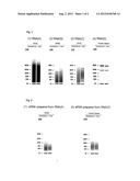 METHOD FOR PREPARING aRNA AND METHOD FOR ANALYSIS OF GENE EXPRESSION diagram and image