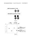 FUSION PROTEINS FOR DELIVERY OF GDNF AND BDNF TO THE CENTRAL NERVOUS     SYSTEM diagram and image