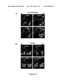 COMPOSITIONS AND METHODS TO CONTROL ANGIOGENESIS WITH CUPREDOXINS diagram and image