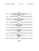 METHYLATION MARKERS FOR EARLY DETECTION AND PROGNOSIS OF COLON CANCERS diagram and image