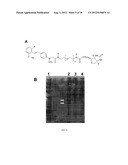 STILBENE ANALOGS AND METHODS OF TREATING CANCER diagram and image