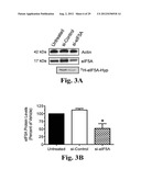 PREVENTING ISLET INFLAMMATION AND DYSFUNCTION AND MAINTAINING PROPER     GLUCOSE LEVELS BY CONTROLLING eIF5A  AND ITS HYPUSINATION diagram and image