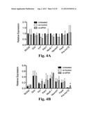 PREVENTING ISLET INFLAMMATION AND DYSFUNCTION AND MAINTAINING PROPER     GLUCOSE LEVELS BY CONTROLLING eIF5A  AND ITS HYPUSINATION diagram and image