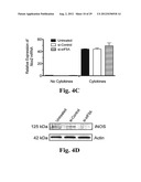 PREVENTING ISLET INFLAMMATION AND DYSFUNCTION AND MAINTAINING PROPER     GLUCOSE LEVELS BY CONTROLLING eIF5A  AND ITS HYPUSINATION diagram and image