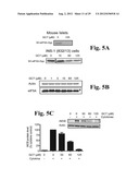 PREVENTING ISLET INFLAMMATION AND DYSFUNCTION AND MAINTAINING PROPER     GLUCOSE LEVELS BY CONTROLLING eIF5A  AND ITS HYPUSINATION diagram and image