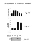 PREVENTING ISLET INFLAMMATION AND DYSFUNCTION AND MAINTAINING PROPER     GLUCOSE LEVELS BY CONTROLLING eIF5A  AND ITS HYPUSINATION diagram and image