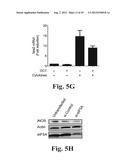 PREVENTING ISLET INFLAMMATION AND DYSFUNCTION AND MAINTAINING PROPER     GLUCOSE LEVELS BY CONTROLLING eIF5A  AND ITS HYPUSINATION diagram and image