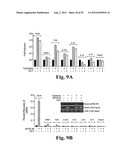 PREVENTING ISLET INFLAMMATION AND DYSFUNCTION AND MAINTAINING PROPER     GLUCOSE LEVELS BY CONTROLLING eIF5A  AND ITS HYPUSINATION diagram and image