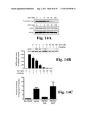 PREVENTING ISLET INFLAMMATION AND DYSFUNCTION AND MAINTAINING PROPER     GLUCOSE LEVELS BY CONTROLLING eIF5A  AND ITS HYPUSINATION diagram and image