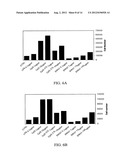 ANTISENSE OLIGONUCLEOTIDES AGAINST ACETYLCHOLINESTERASE FOR TREATING     INFLAMMATORY DISEASES diagram and image