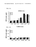 ANTISENSE OLIGONUCLEOTIDES AGAINST ACETYLCHOLINESTERASE FOR TREATING     INFLAMMATORY DISEASES diagram and image