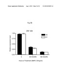 ZNF206: A NOVEL REGULATOR OF EMBRYONIC STEM CELL SELF-RENEWAL AND     PLURIPOTENCY diagram and image