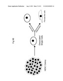 ZNF206: A NOVEL REGULATOR OF EMBRYONIC STEM CELL SELF-RENEWAL AND     PLURIPOTENCY diagram and image