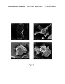 PROCEDURE FOR THE DETERMINATION OF EFFECTIVE AND TOTAL POROSITY OF     CARBONATED SEDIMENTARY ROCKS, AND MORPHOLOGY CHARACTERIZATION OF THEIR     MICRO AND NANOPORES diagram and image