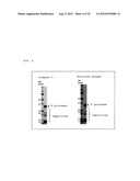 ELECTROPHORETIC ANALYSIS METHOD diagram and image