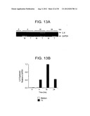 T. CRUZI-DERIVED NEUROTROPHIC AGENTS AND METHODS OF USE THEREFOR diagram and image