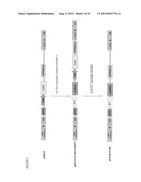 DUAL VECTOR FOR INHIBITION OF HUMAN IMMUNODEFICIENCY VIRUS diagram and image