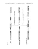 DUAL VECTOR FOR INHIBITION OF HUMAN IMMUNODEFICIENCY VIRUS diagram and image