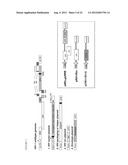 DUAL VECTOR FOR INHIBITION OF HUMAN IMMUNODEFICIENCY VIRUS diagram and image