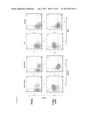 DUAL VECTOR FOR INHIBITION OF HUMAN IMMUNODEFICIENCY VIRUS diagram and image