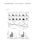 DUAL VECTOR FOR INHIBITION OF HUMAN IMMUNODEFICIENCY VIRUS diagram and image