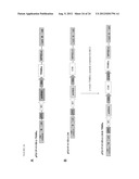 DUAL VECTOR FOR INHIBITION OF HUMAN IMMUNODEFICIENCY VIRUS diagram and image