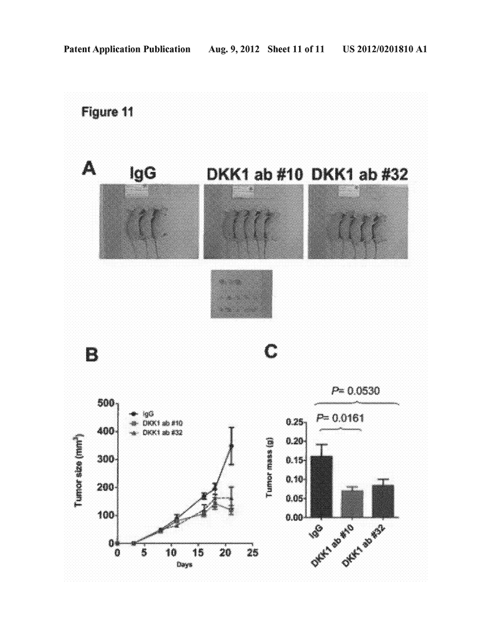 Use of Anti-DKK-1 Monoclonal Antibodies for the Treatment of Liver Cancer - diagram, schematic, and image 12