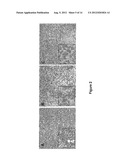 Compositions and Methods for Inhibiting an Oncogenic Protein to Enhance     Immunogenicity diagram and image