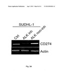 Compositions and Methods for Inhibiting an Oncogenic Protein to Enhance     Immunogenicity diagram and image