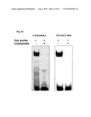 Compositions and Methods for Inhibiting an Oncogenic Protein to Enhance     Immunogenicity diagram and image