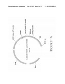 ANTIBODIES SPECIFIC FOR DKK-1 diagram and image