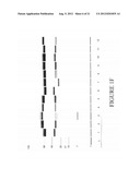 ANTIBODIES SPECIFIC FOR DKK-1 diagram and image