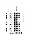 ANTIBODIES SPECIFIC FOR DKK-1 diagram and image