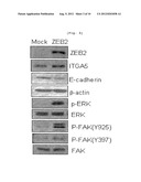 METHOD FOR SCREENING ANTICANCER AGENT OR SIP1/ZEB2 INHIBITOR USING     INTEGRIN ALPHA 5 diagram and image