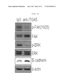 METHOD FOR SCREENING ANTICANCER AGENT OR SIP1/ZEB2 INHIBITOR USING     INTEGRIN ALPHA 5 diagram and image