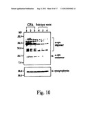 PREVENTION AND TREATMENT OF SYNUCLEINOPATHIC AND AMYLOIDOGENIC DISEASE diagram and image