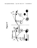 PREVENTION AND TREATMENT OF SYNUCLEINOPATHIC AND AMYLOIDOGENIC DISEASE diagram and image