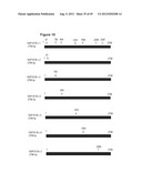 NUCLEIC ACID AND CORRESPONDING PROTEIN ENTITLED 193P1E1B USEFUL IN     TREATMENT AND DETECTION OF CANCER diagram and image