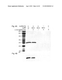  IN Vivo Incorporation of Unnatural Amino Acids diagram and image