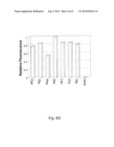  IN Vivo Incorporation of Unnatural Amino Acids diagram and image