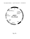  IN Vivo Incorporation of Unnatural Amino Acids diagram and image