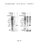  IN Vivo Incorporation of Unnatural Amino Acids diagram and image